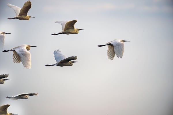 Bandada de pájaros en vuelo con un líder volando delante